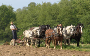 Amish Farmer