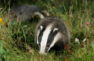 badger