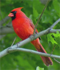 cardinal