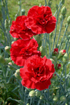 carnations