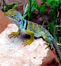 Eastern Collared Lizard
