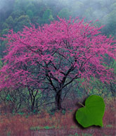 Red Bud Tree