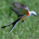 Scissor-tailed Flycatcher