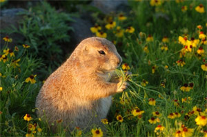 prairie dog