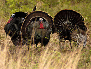 wild turkeys