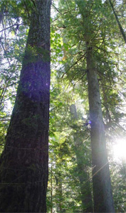 Douglas Fir
