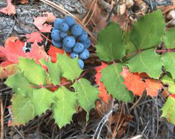 Oregon Grape