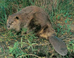beaver 