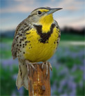 meadowlark