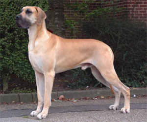 Great Dane
