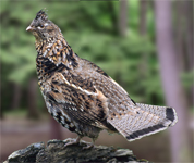 ruffed grouse