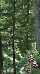 Hemlock Trees