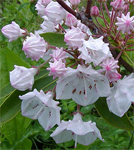 mountain laurel