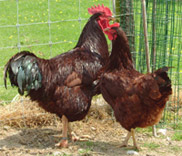Rhode Island Red Chickens