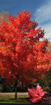 Red Maple Tree