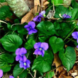violets