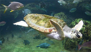 Loggerhead Sea Turtle