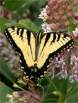Tiger Swallotail Butterfly