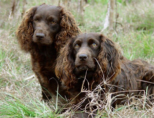 boykin spaniels