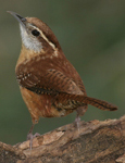 Carolina Wren