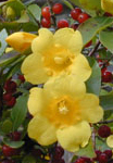 Carolina Yellow Jessamine