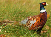 Ringneck Pheasant