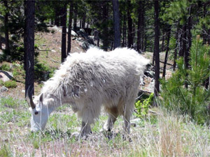 mountain goat