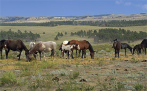 wild horses
