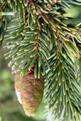Black Hills Spruce