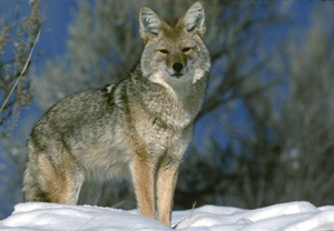 coyote