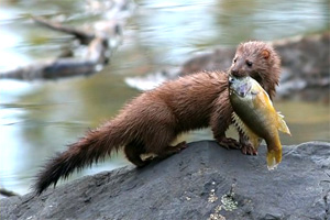 mink