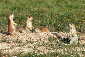 prairie dogs