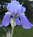 iris