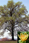 tulip poplar