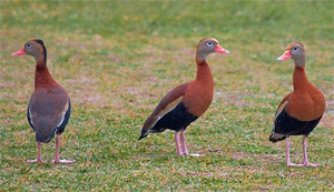 Black Belly Whistling Ducks
