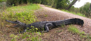alligator