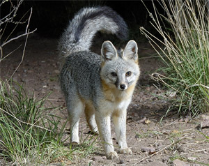 gray fox