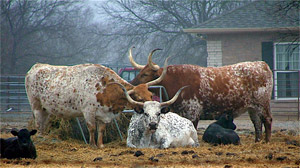 Texas Longhorns
