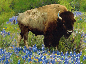 Buffalo in bluebonnets