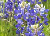 bluebonnets