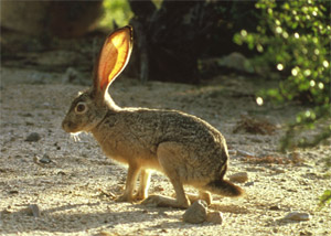 jackrabbit