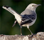 Mockingbird