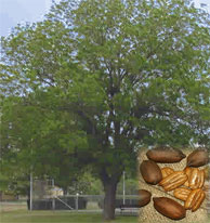pecan tree