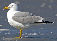 California Gull