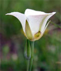 Sego Lily
