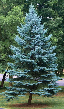 blue spruce