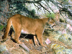 cougar