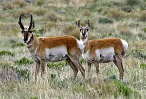 pronghorn