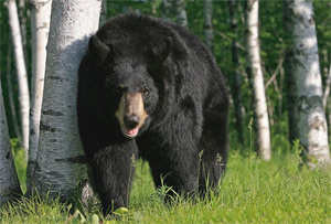Black Bear