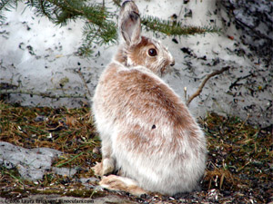 snowshoe hare
